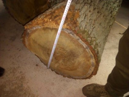 На Волині лісівники знайшли крадену деревину. ФОТО