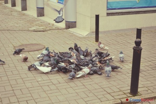 Голуби Луцька. ФОТО