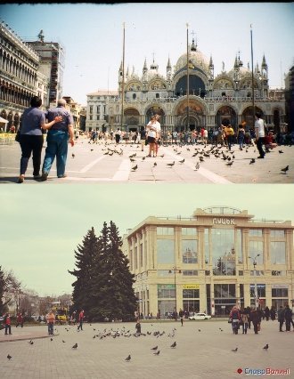 Голуби Луцька. ФОТО