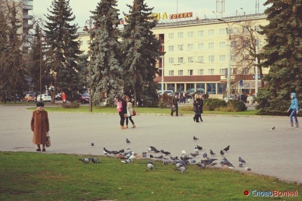 Голуби Луцька. ФОТО