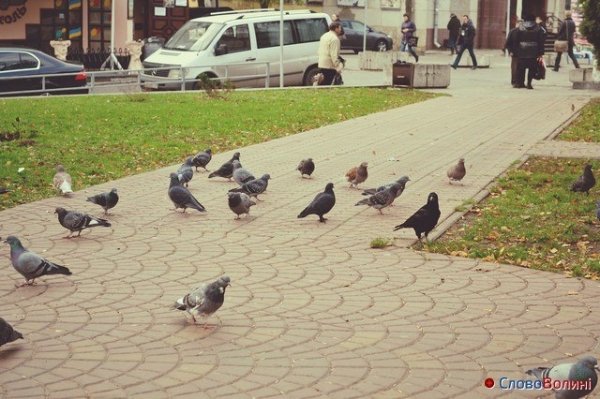 Голуби Луцька. ФОТО
