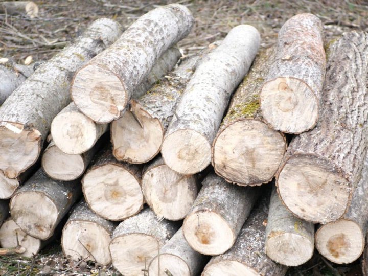 Десятки мільйонів збитків: на Волині п'ятий рік незаконно вирубують ліс у нацпарку