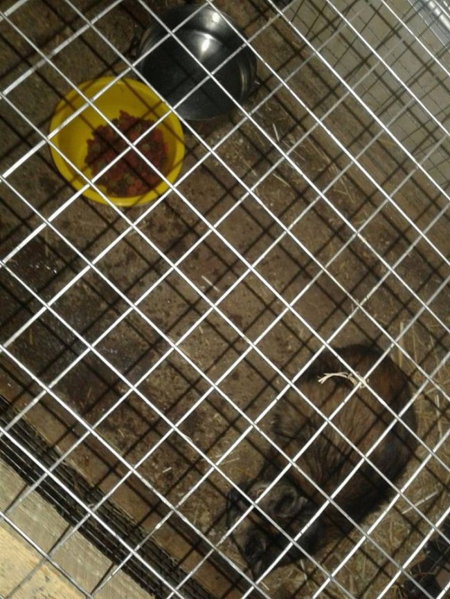 У Луцьку спіймали кота з підозрою на сказ