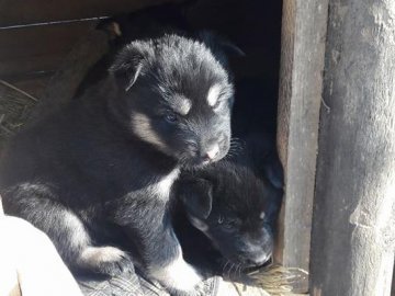 Є люди, а є нелюди: у Луцьку в мороз викинули на вулицю вагітну собаку