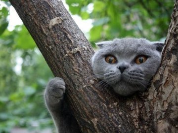 «Стріляйте в нього», - лучани 12 годин не могли зняти кота з дерева