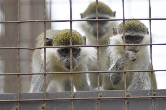 Пухнастики, тисячі тюльпанів і фотозони: луцький зоопарк запрошує в гості. ФОТО