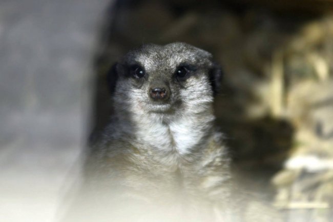 Пухнастики, тисячі тюльпанів і фотозони: луцький зоопарк запрошує в гості. ФОТО