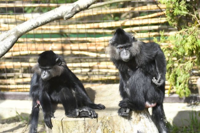 Пухнастики, тисячі тюльпанів і фотозони: луцький зоопарк запрошує в гості. ФОТО