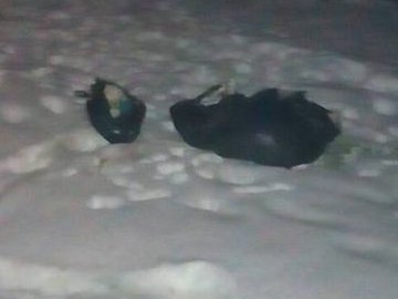 Луцькі муніципали спозаранку полюють на порушників