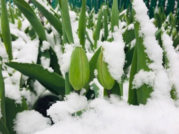 Зима посеред весни: Україну засипало снігом. ФОТО. ВІДЕО