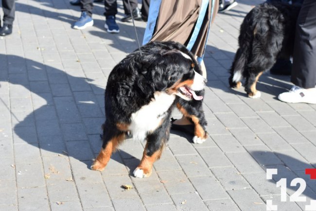 У Луцьку влаштували перший в Європі парад-фестиваль бернських зенненхундів. ФОТО