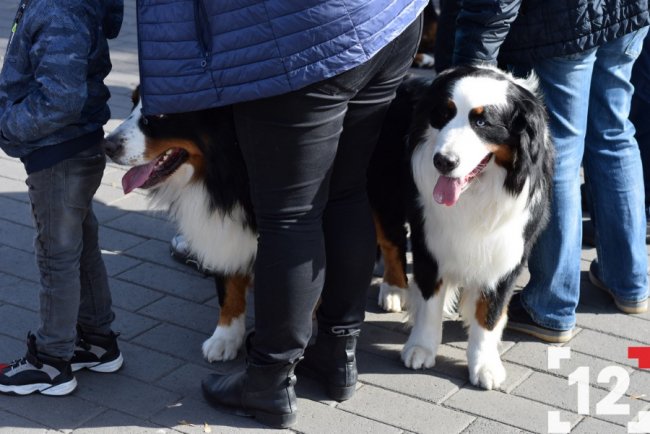 У Луцьку влаштували перший в Європі парад-фестиваль бернських зенненхундів. ФОТО