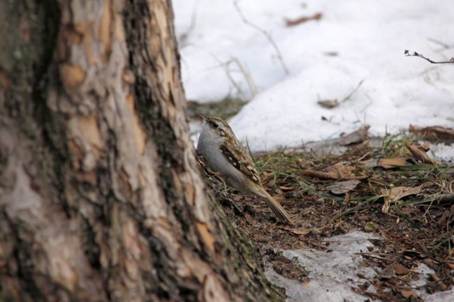 Маленька пташка з великими кігтиками позувала для волинського фотографа