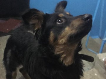 Волонтери поспілкувались з сусідами чоловіка, якого звинувачують в знущанні з пса