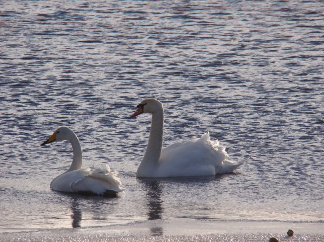 На Волині на території природного парку вперше виявили лебедя-кликуна. ФОТО