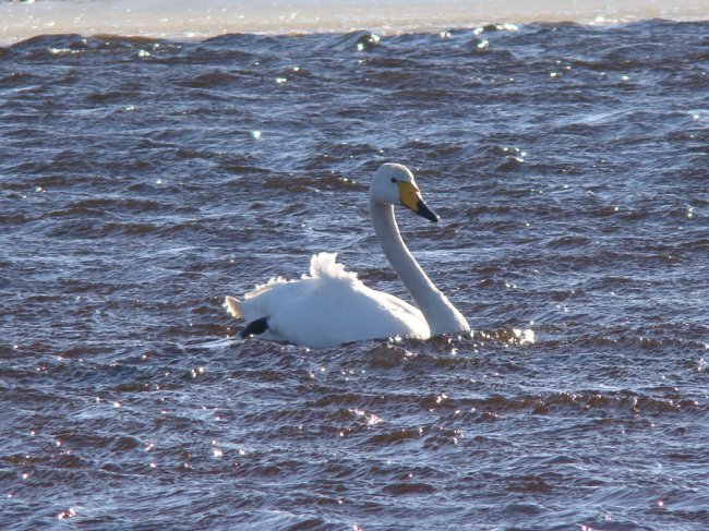 На Волині на території природного парку вперше виявили лебедя-кликуна. ФОТО