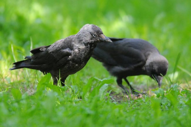 Пташине сімейство на знімках луцького фотографа