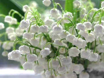 16 травня на Волині: гортаючи календар