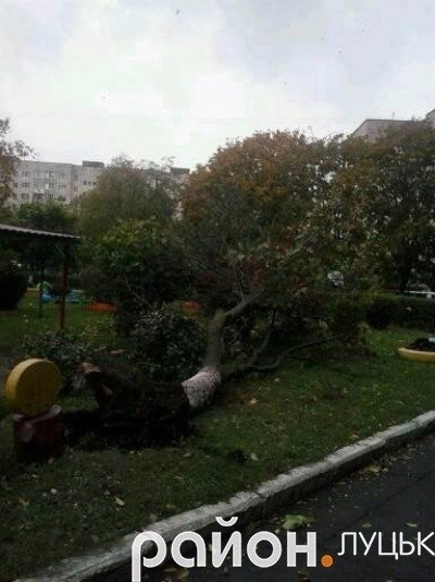 У Луцьку біля дитячого садочка впало дерево. ФОТО
