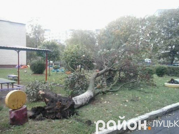 У Луцьку біля дитячого садочка впало дерево. ФОТО