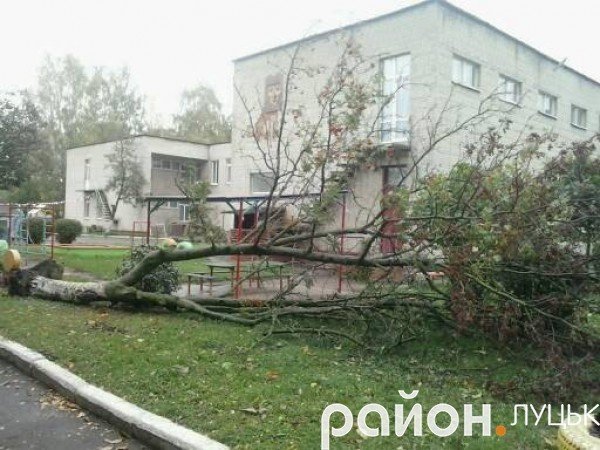У Луцьку біля дитячого садочка впало дерево. ФОТО