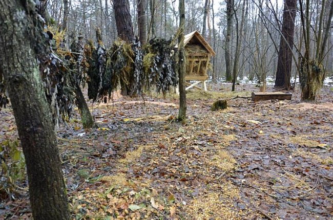 Як у волинському нацпарку підгодовують диких мешканців лісу. ФОТО