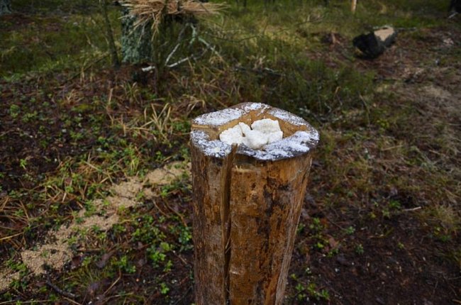 Як у волинському нацпарку підгодовують диких мешканців лісу. ФОТО