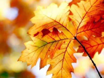 Погода в Луцьку та Волинській області на п'ятницю, 13 листопада