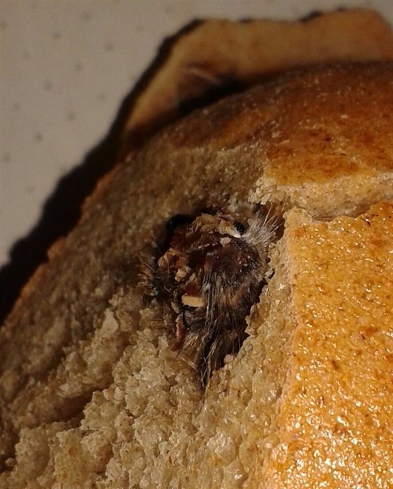 У Ковелі придбали хліб із головою миші. ФОТО