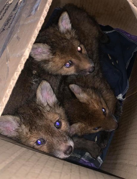 Волинянка врятувала трьох лисенят, яких намагалися продати на «приманку» собакам