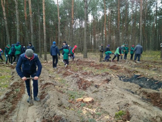 Волинські школярі висадили майже гектар лісу. ФОТО