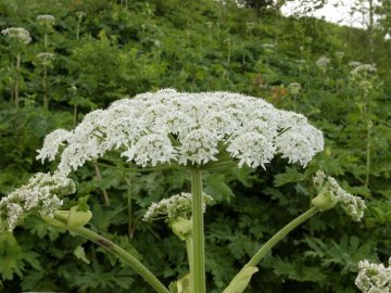 На Волині чоловік потрапив у реанімацію від опіків рослиною