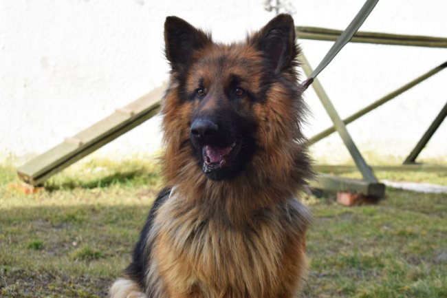 Нагородили службового пса нацгвардійців, який під час патрулювання Луцька знайшов набої в авто. ФОТО