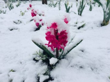 Зима посеред весни: Україну засипало снігом. ФОТО. ВІДЕО