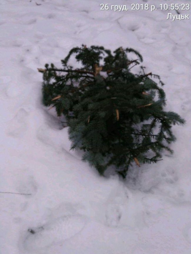 У Центральному парку Луцька невідомі зрізали ялинку