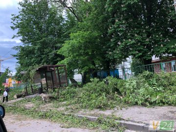У Луцьку дерево розтрощило зупинку