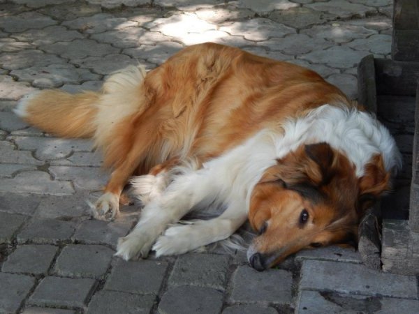 Луцький зоопарк відпочиває. ФОТО