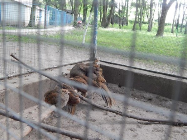 Луцький зоопарк відпочиває. ФОТО