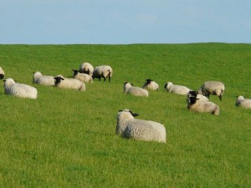 У мешканця Волині конфіскують собак, які задушили вісьмох овець на фермі
