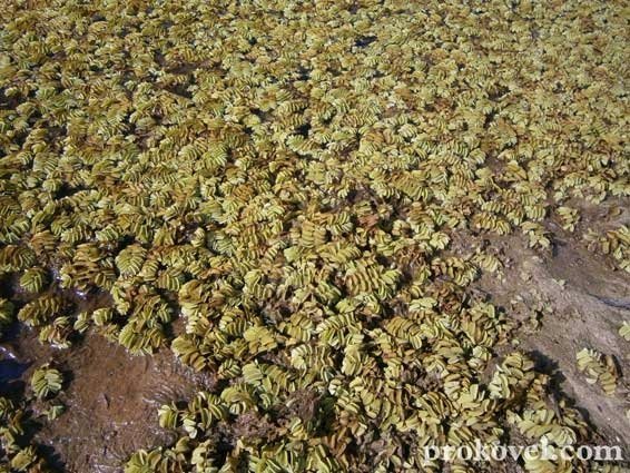 Ковельську річку Турію заполонив «килим» із зелені. ФОТО