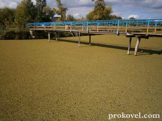 Ковельську річку Турію заполонив «килим» із зелені. ФОТО