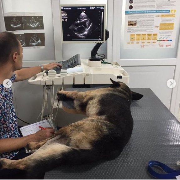 Небайдужі волиняни врятували пса, якого невідомі після наїзду залишили на дорозі. ФОТО