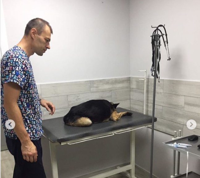 Небайдужі волиняни врятували пса, якого невідомі після наїзду залишили на дорозі. ФОТО