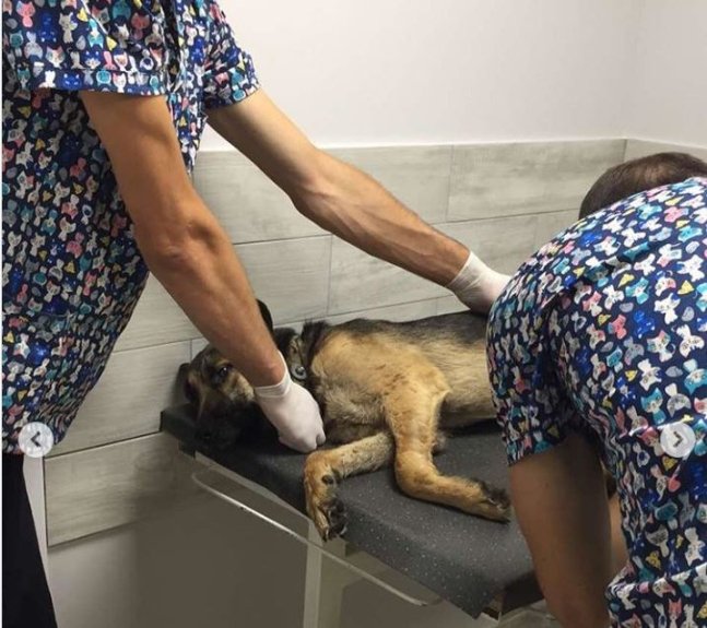 Небайдужі волиняни врятували пса, якого невідомі після наїзду залишили на дорозі. ФОТО