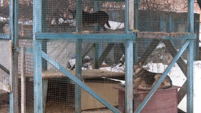 Як зимують тварини у луцькому притулку під час морозів