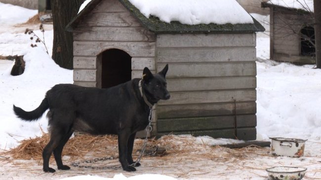 Як зимують тварини у луцькому притулку під час морозів