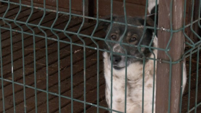 Як зимують тварини у луцькому притулку під час морозів