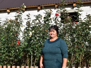 Сім'я волинян біля власного будинку створила трояндовий рай