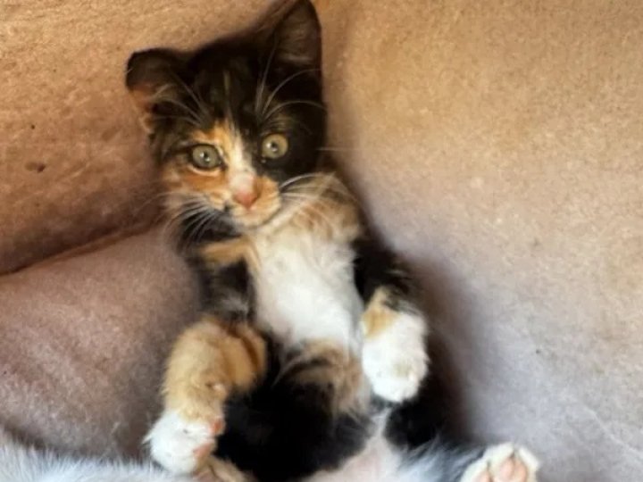 Привезла живу кішку, а забрала додому труп: лучанка підозрює ветклініку в смерті тварини