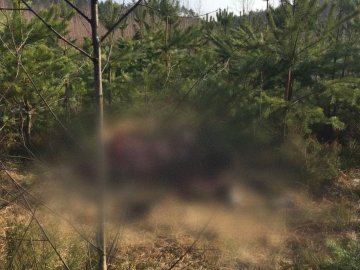 На території мисливських угідь на Волині застрелили червонокнижного лося